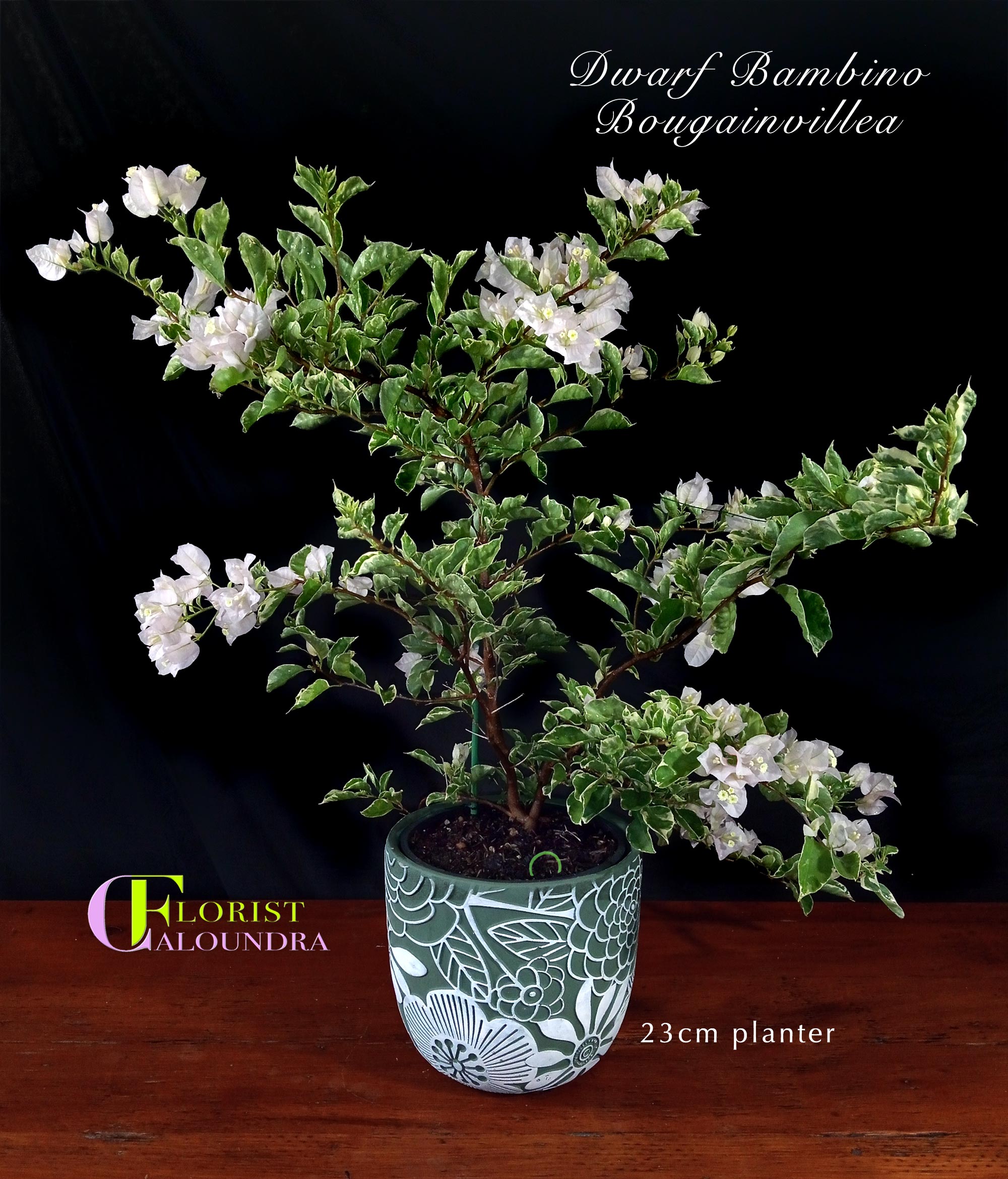 DWARF BOUGAINVILLEA in 23cm PLANTER