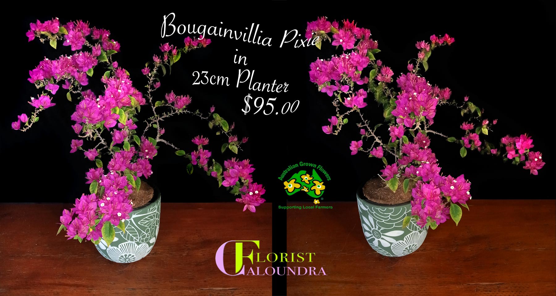 CALOUNDRA FLORIST BOUGAINVILLEA PIXIE DWARF