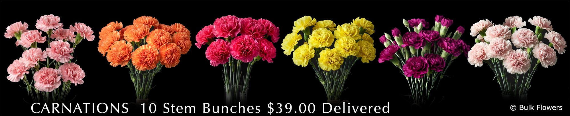 BULK FLOWERS CARNATIONS