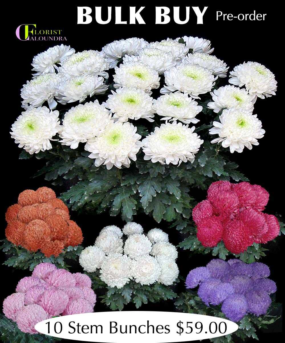 BULK DISBUDS WHOLESALE