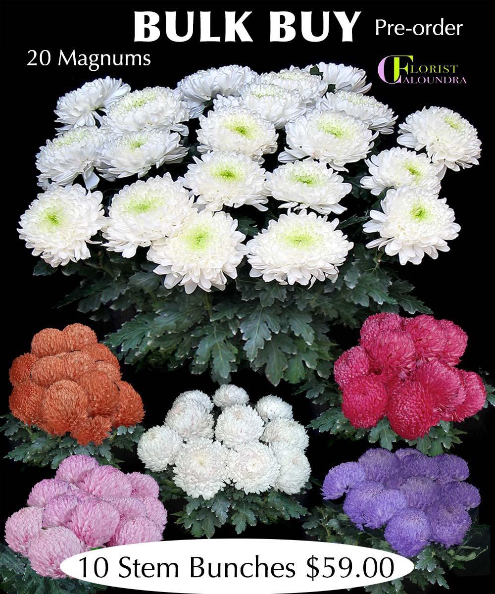 CALOUNDRA FLORIST BULK FLOWERS