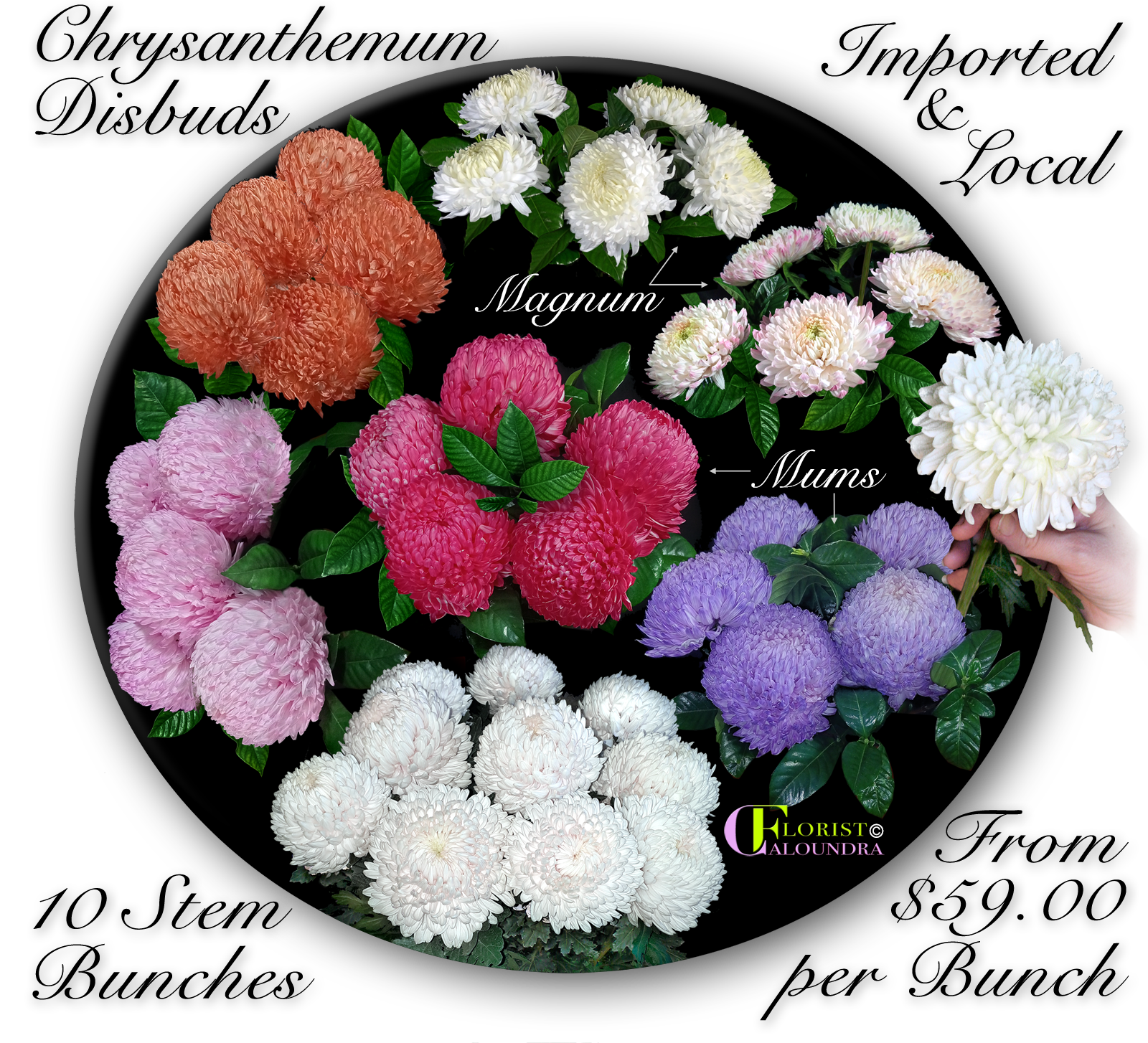 CHRYSANTHEMUM DISBUDS