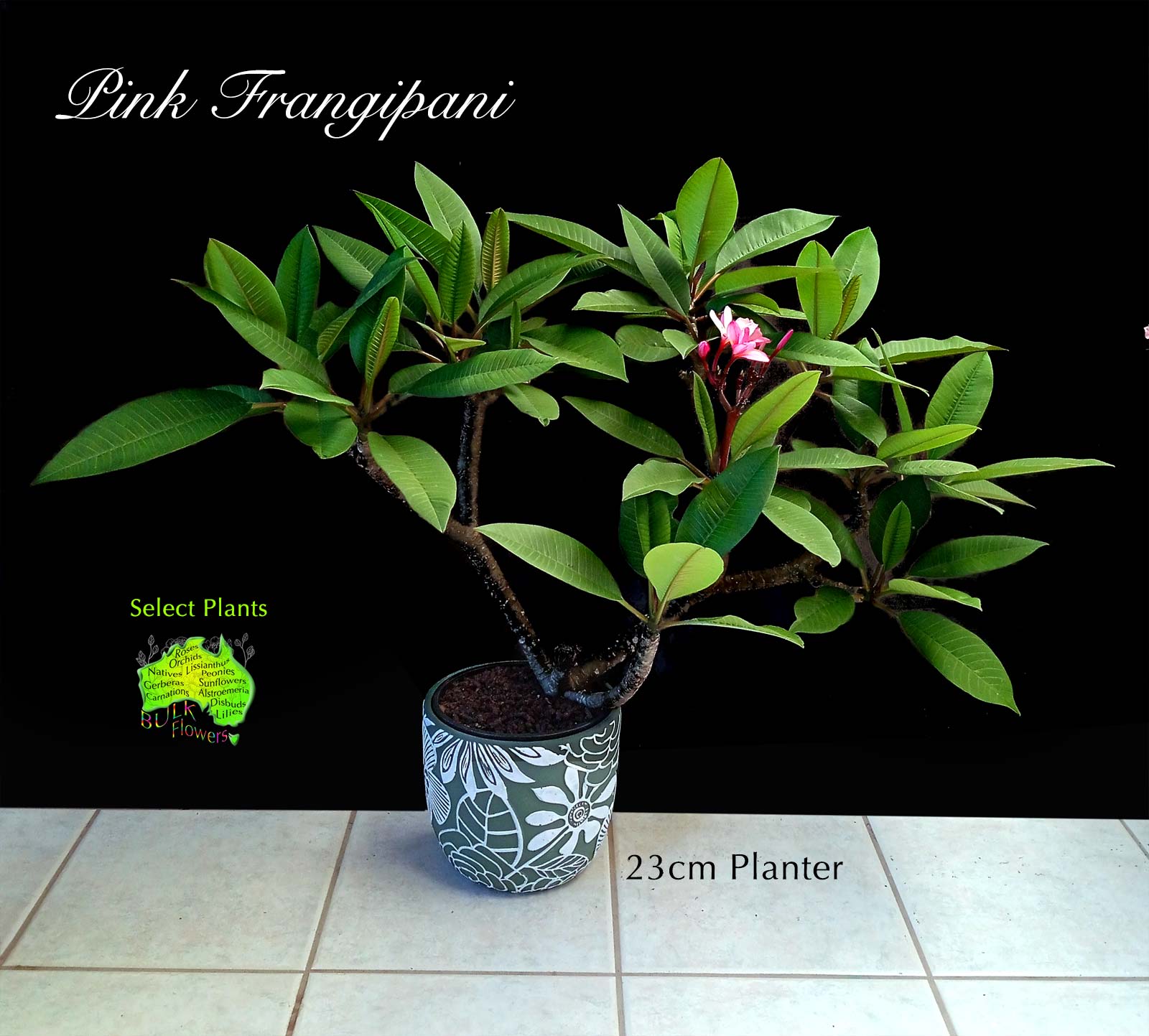 PINK FRANGIPANI