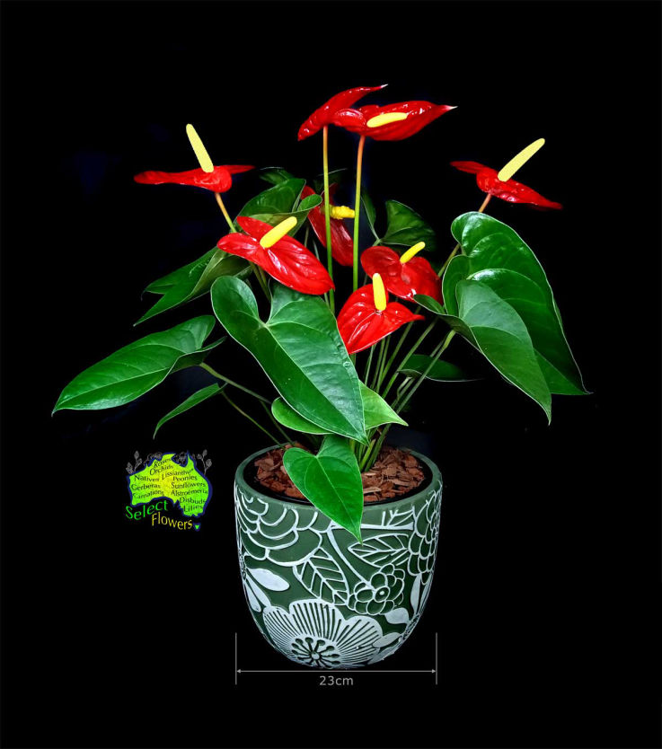 RED ANTHURIUM IN GREEN PLANTER