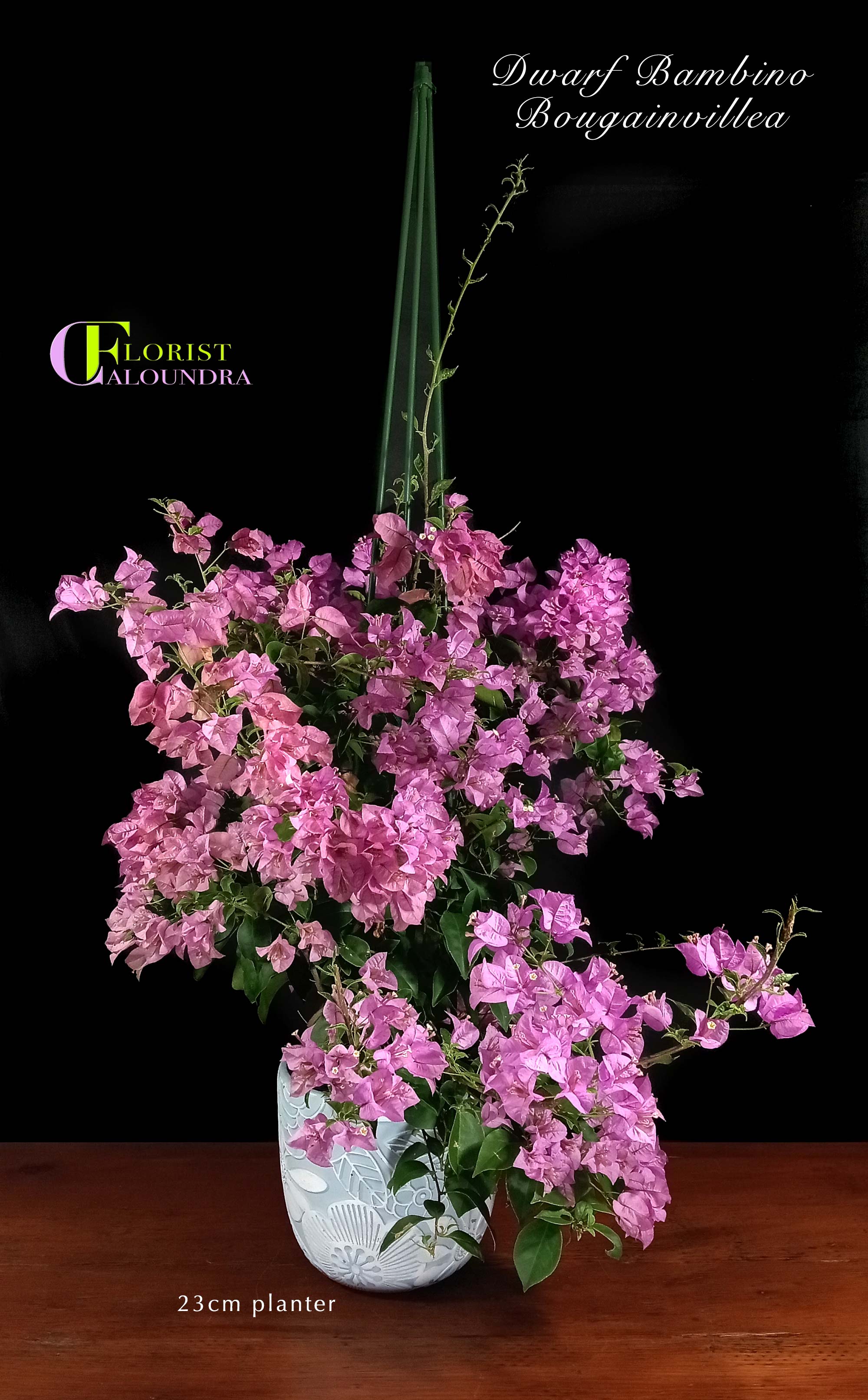 DWARF BOUGAINVILLEA in 23cm PLANTER