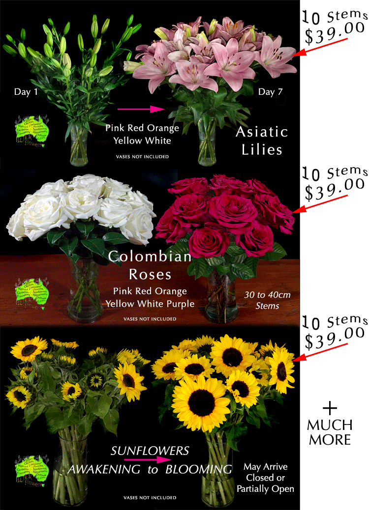 CHRISTMAS LILIES ROSES SUNFLOWERS