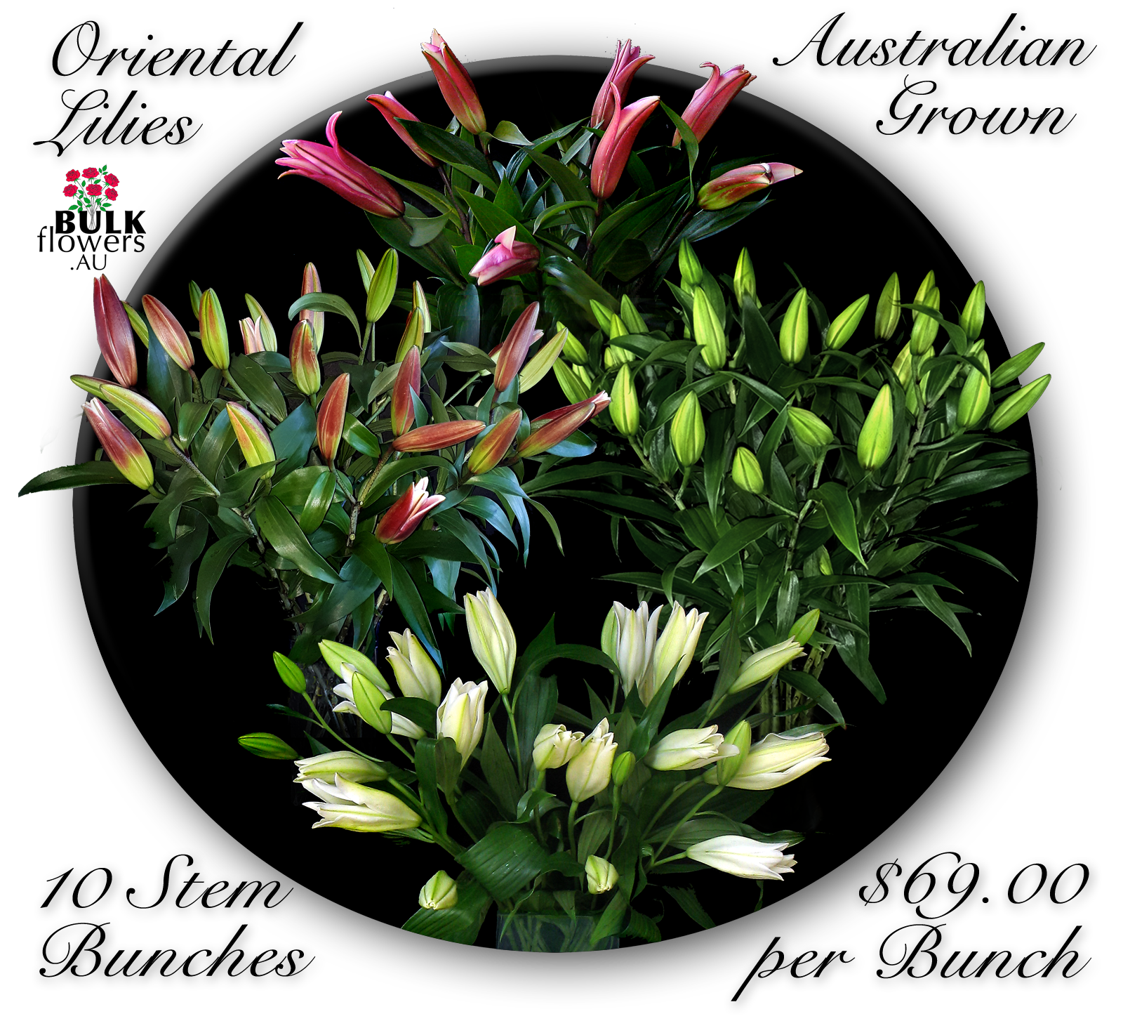 ORIENTAL LILIES