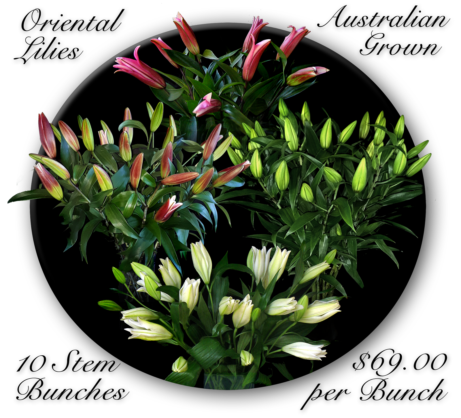 BULK FLOWERS CALOUNDRA & SUNSHINE COAST