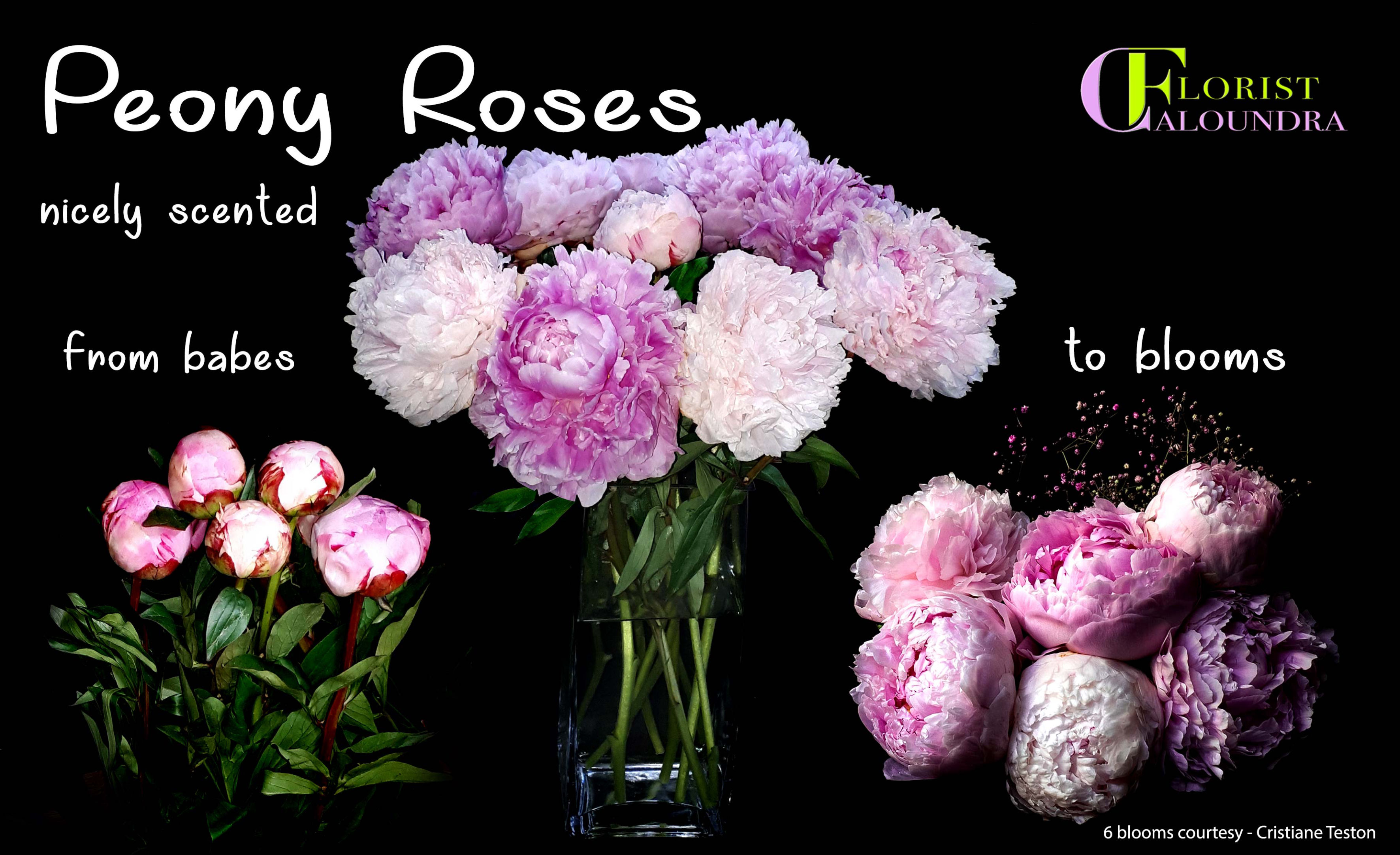 PEONY ROSES FLORIST CALOUNDRA