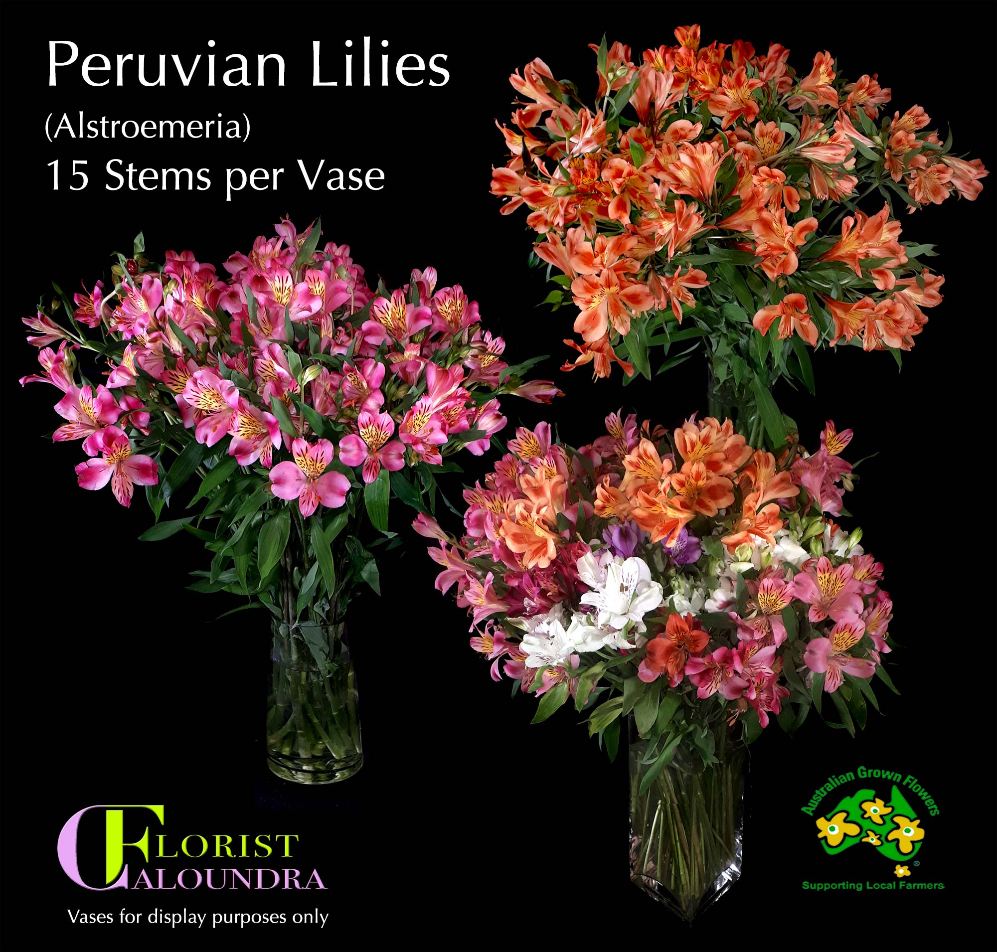 CALOUNDRA FLORIST BULK PERUVIAN LILIES