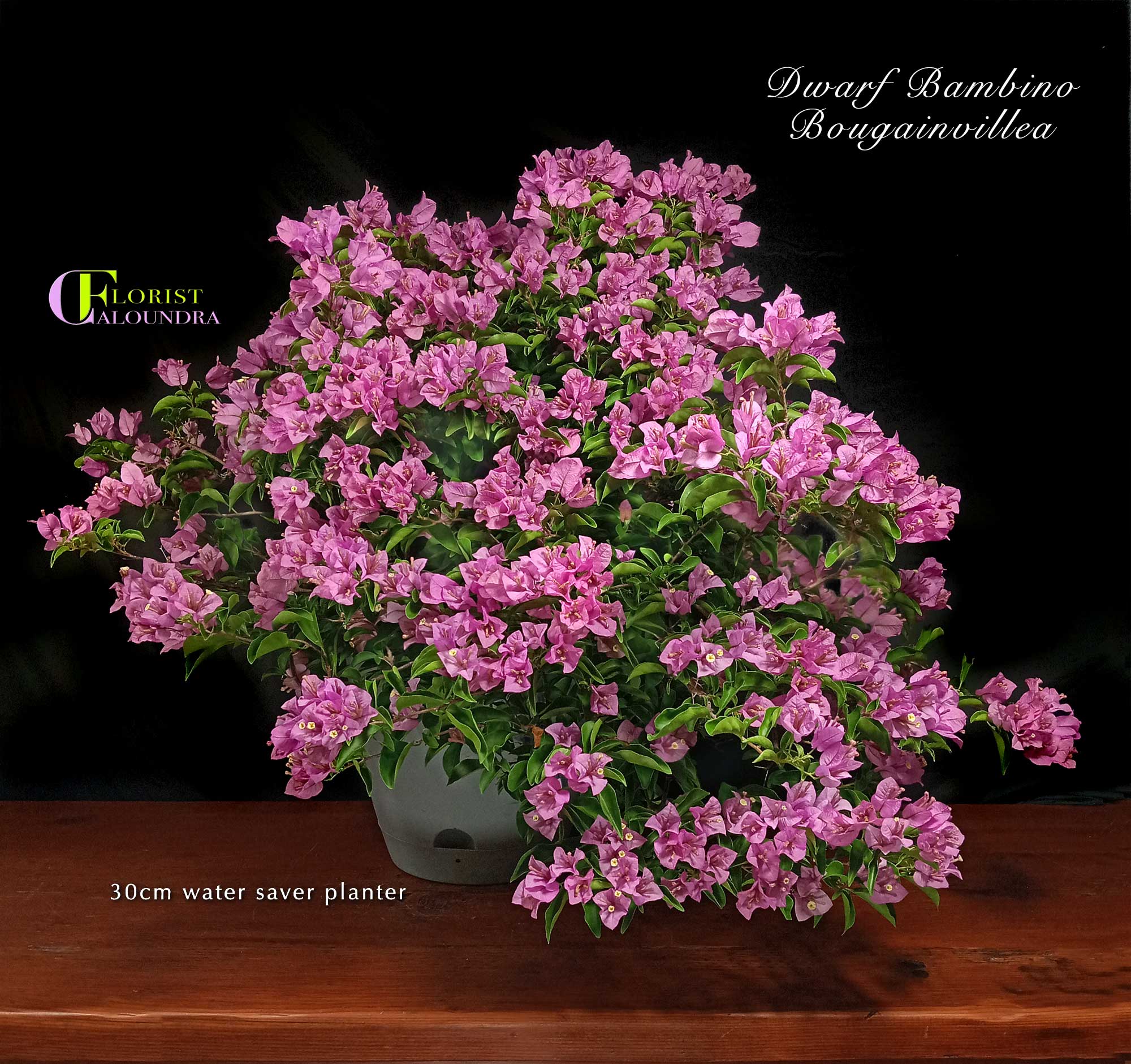 SELECT PLANTS