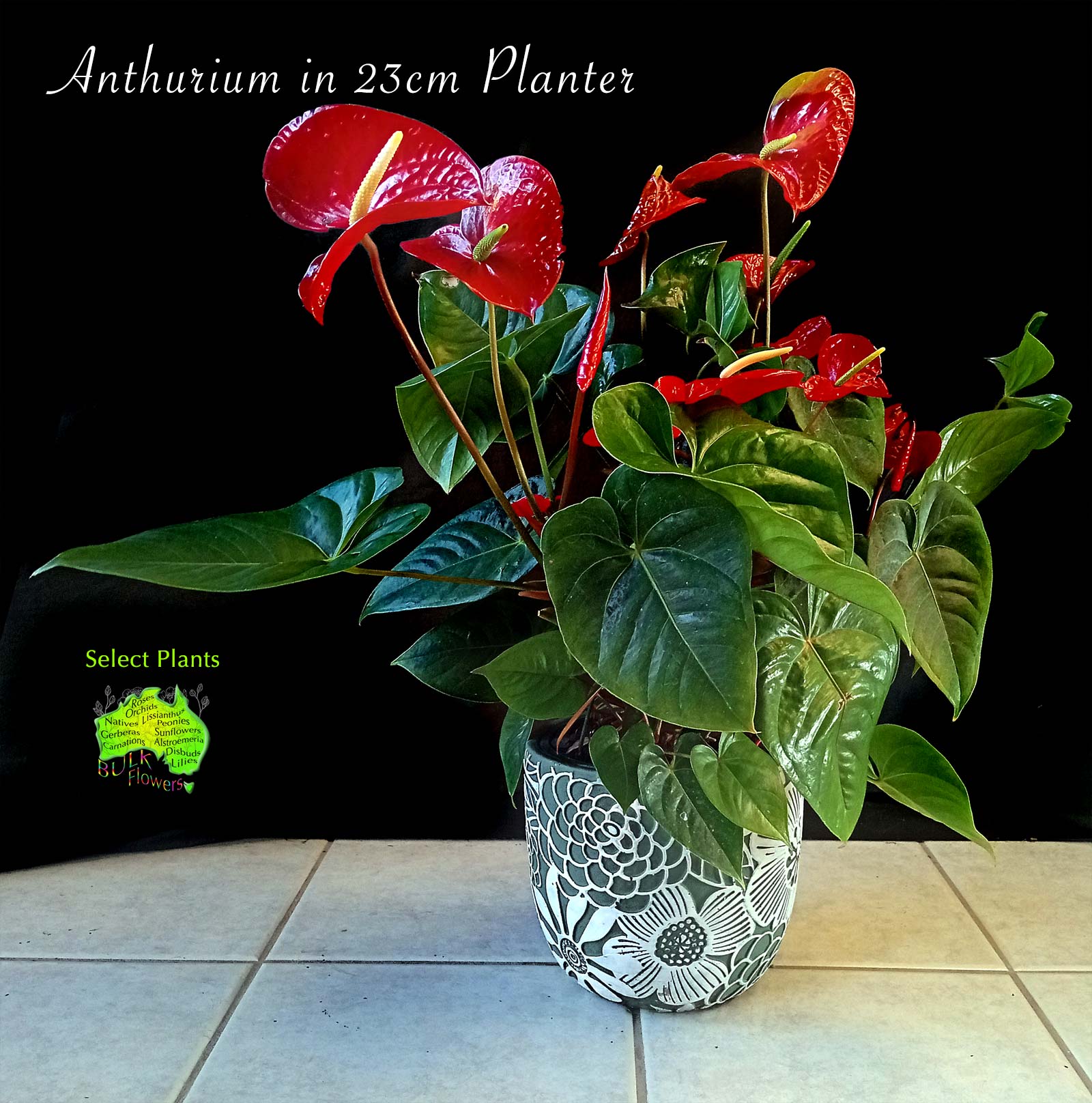 RED ANTHURIUM IN PLANTER