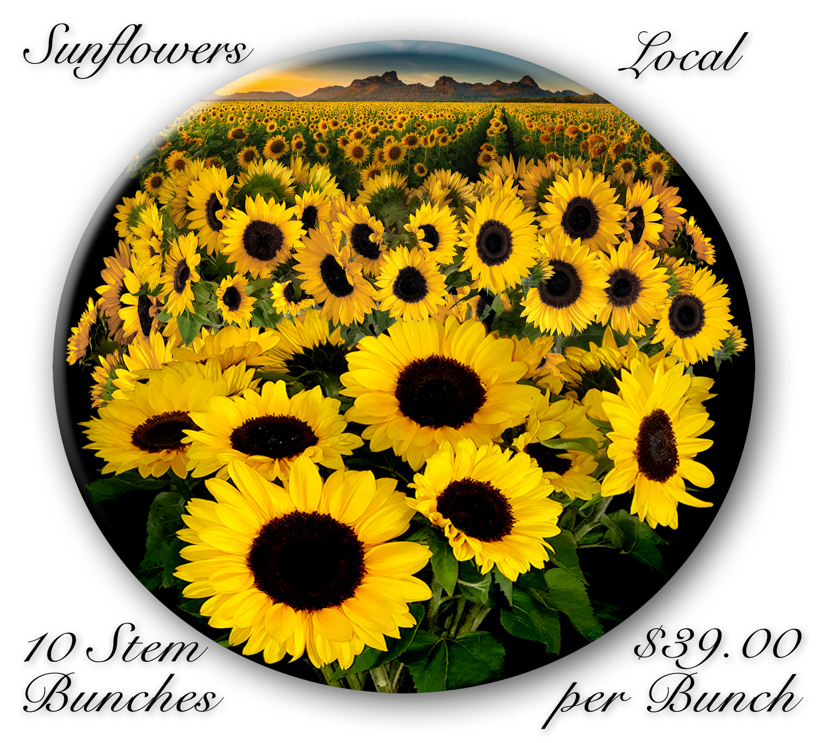 SUNFLOWERS