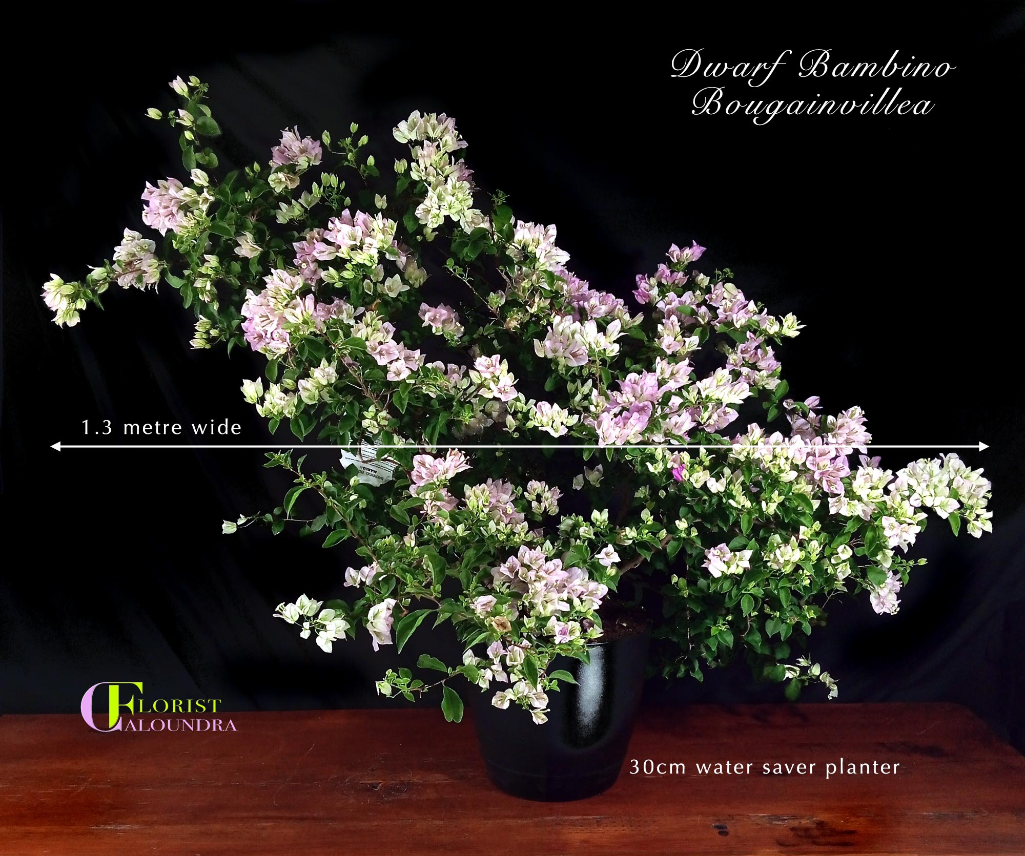 SELECT PLANTS